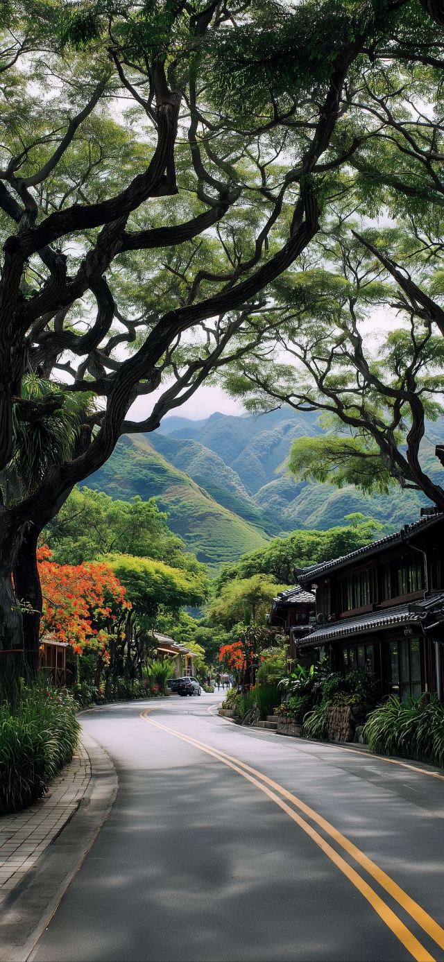 Mountain Canopy Road wallpaper