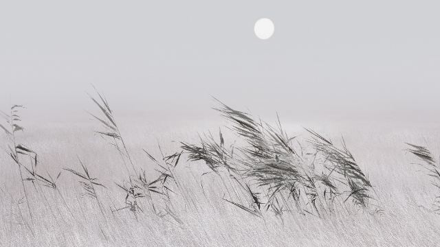 Grey Grass wallpaper