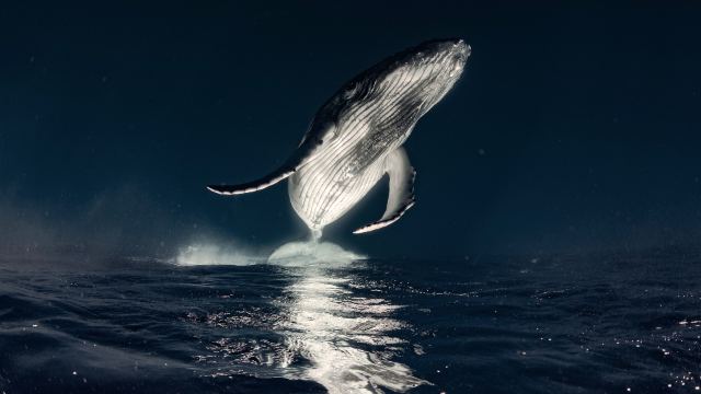 Humpback Whale wallpaper