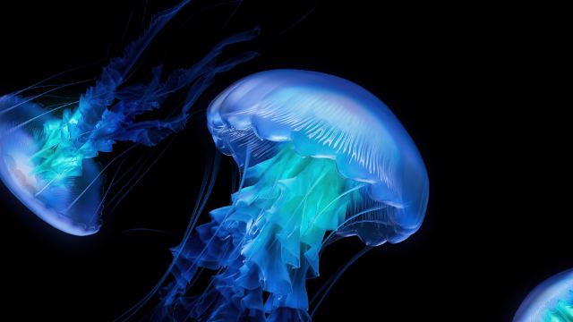 Jellyfish Amoled wallpaper