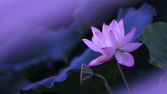 Lotus Flower Purple wallpaper