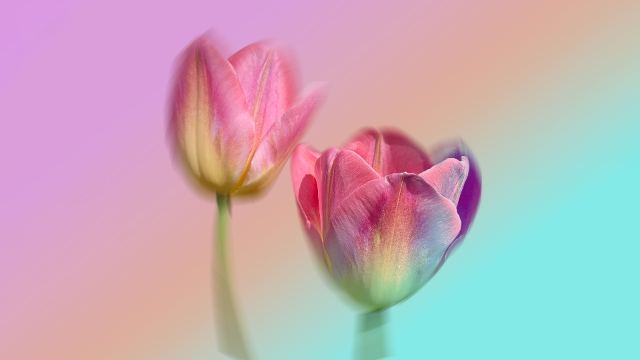 Pink Tulips wallpaper