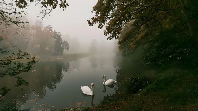 Swans in the Morning Mist wallpaper