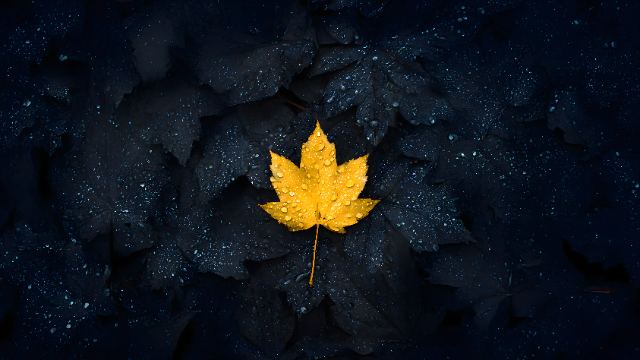 Golden Leaf in the Dark wallpaper