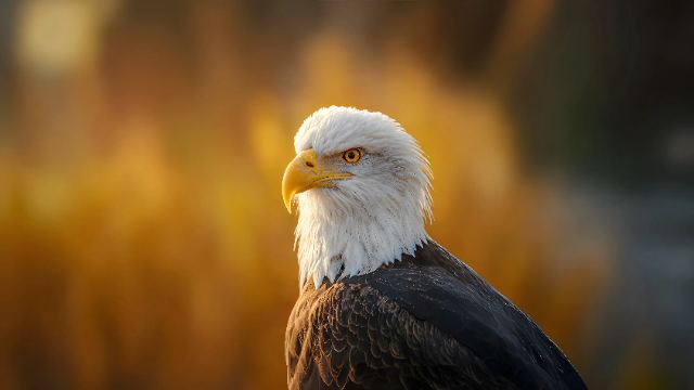 Bald Eagle Golden Portrait wallpaper