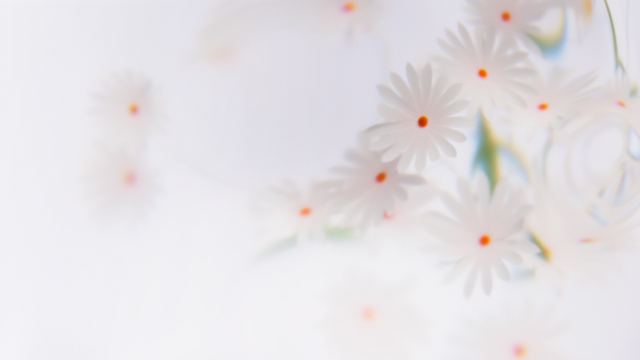 White Daisy Floral wallpaper